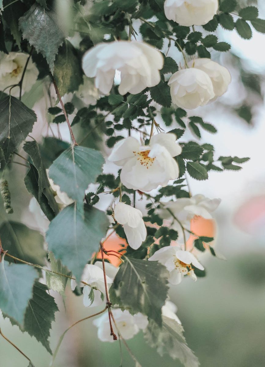 white flowers blooming in garden